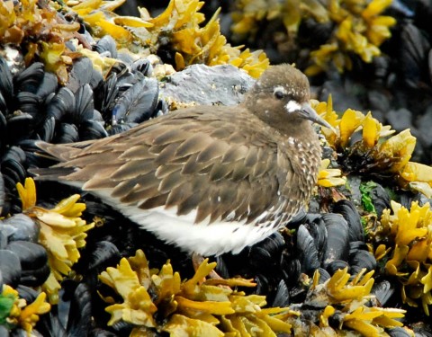 Alaska species birds Black Turnstones 2405 2