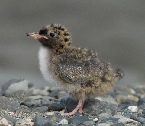 Alaska species birds Arctic Tern chick 4 2451