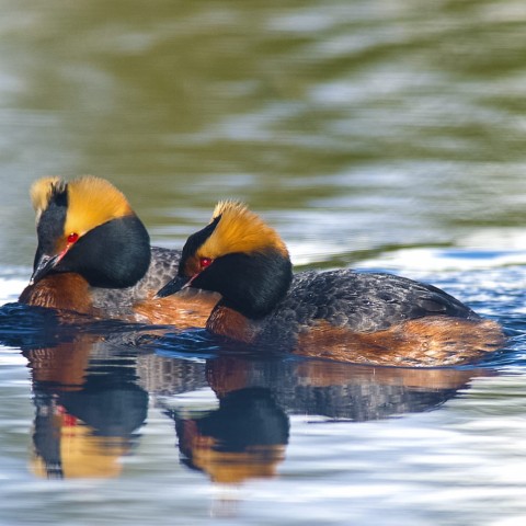 Alaska species birds Wedgewood Wildlife Sanctuary Horned Grebes Alaska Channel