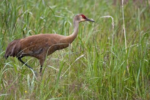 Alaska species birds Sandhill Crane Kevyn Jalone