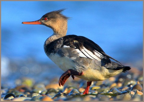Birds from google Red breasted Merganser BIRDS