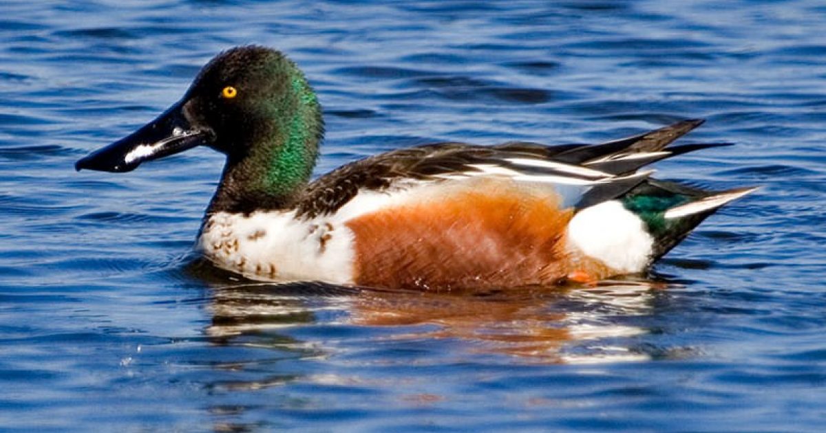 Northern Shoveler | ALASKA.ORG