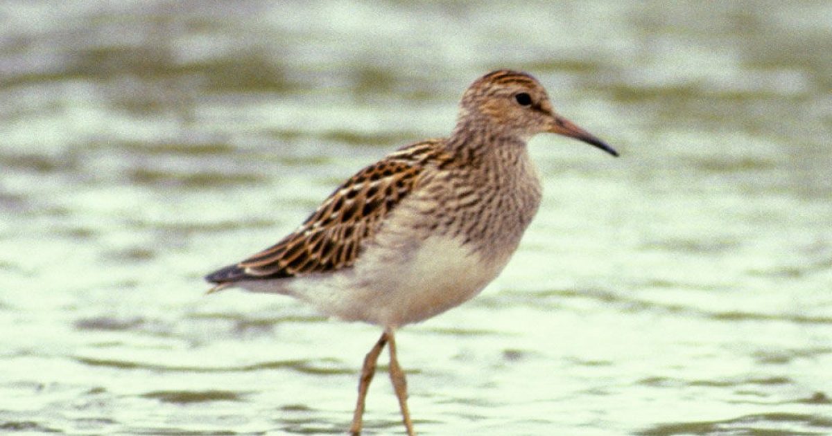 Pectoral Sandpiper
