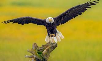 Alaska eagle homer homer alaska eagle michael kuijl C2013 Michael Kuijl all rights reserved