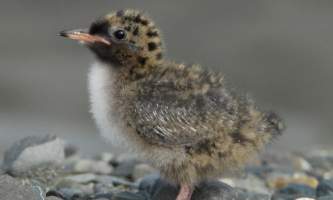 Alaska species birds Arctic Tern chick 4 2451