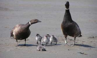 Alaska species birds BL brant family J Wasley med