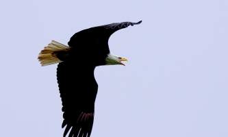 Alaska species birds Baldeagle flight call