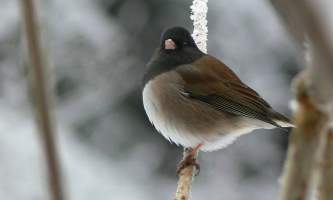 Alaska species birds Dark Eyed Junco