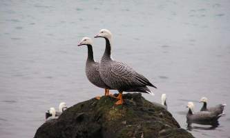 Alaska species birds Empire goose pair on rocks J Wasley med