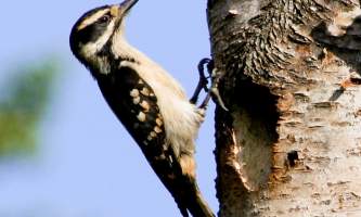 Alaska species birds FWS Donna Dewhurst Hairy Woodpecker