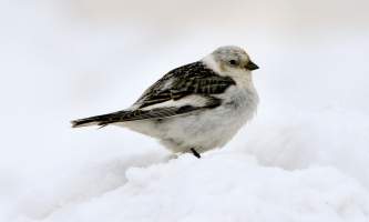 Alaska species birds FWS Donna Dewhurst snowbunting