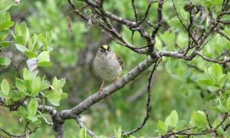 Alaska species birds Golden Crowned Sparrow
