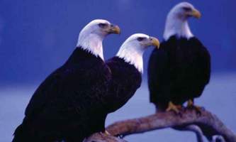Alaska species birds Kenai Fjords bald eagles Alaska Channel