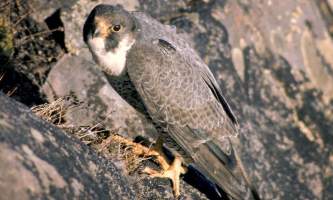 Alaska species birds Peregrine Falcon