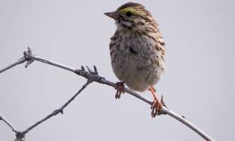 Alaska species birds Savannah Sparrow 2505