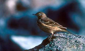 Alaska species birds american pipit