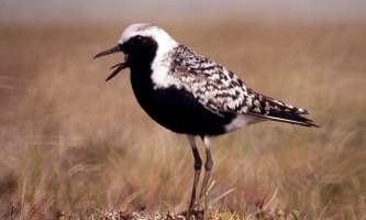 Alaska species birds black bellied plover