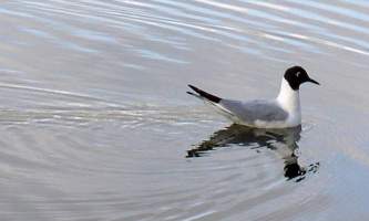 Alaska species birds bonapartes gull