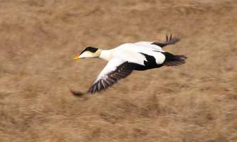 Alaska species birds common eider drake J Wasley med