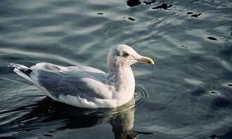 Alaska species birds glaucous winged gull