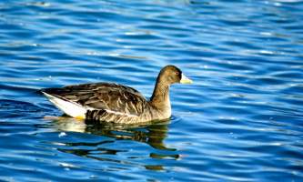 Alaska species birds greater white fronted goose