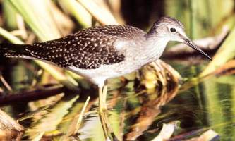 Alaska species birds lesser yellowlegs