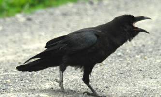 Alaska species birds raven 3 1562