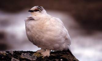 Alaska species birds rock ptarmigan
