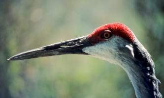 Alaska species birds sandhill crane headshot