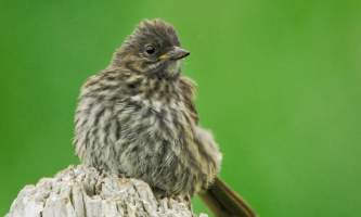 Alaska species birds song sparrow AK 1472