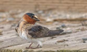 Birds from google Cliff Swallow 2019 Becky Matsubara BIRDS