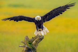 Alaska eagle homer homer alaska eagle michael kuijl C2013 Michael Kuijl all rights reserved