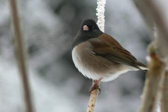 Alaska species birds Dark Eyed Junco