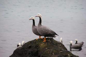 Alaska species birds Empire goose pair on rocks J Wasley med