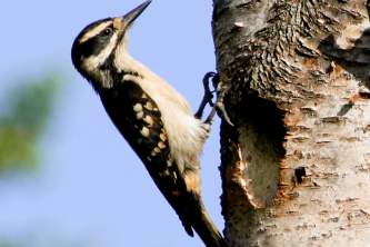 Alaska species birds FWS Donna Dewhurst Hairy Woodpecker