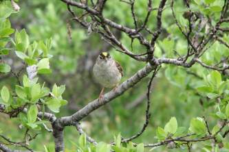 Alaska species birds Golden Crowned Sparrow