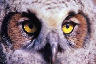 Alaska species birds Great Horned Owl Juvenile