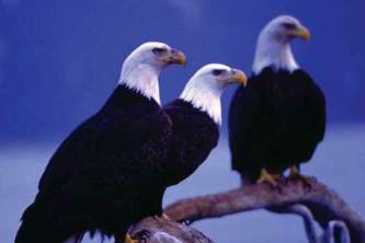 Alaska species birds Kenai Fjords bald eagles Alaska Channel