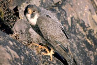 Alaska species birds Peregrine Falcon