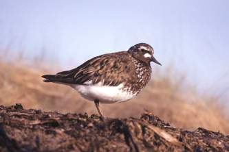 Alaska species birds black turnstone