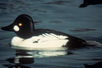 Alaska species birds common golden eye