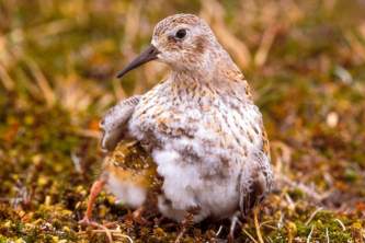 Alaska species birds least sandpiper