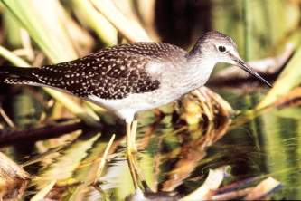 Alaska species birds lesser yellowlegs