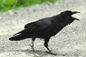 Alaska species birds raven 3 1562