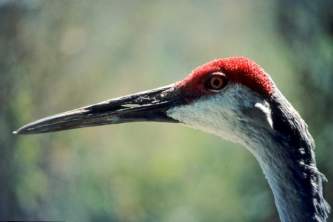 Alaska species birds sandhill crane headshot