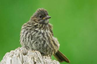 Alaska species birds song sparrow AK 1472
