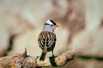 Alaska species birds white crowned sparrow