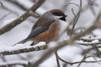 Birds from google Boreal Chickadee BIRDS