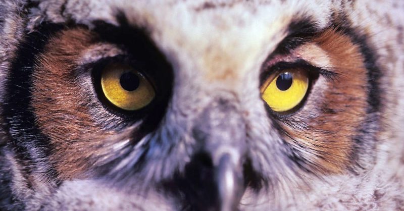 alaska-species-birds-Great-