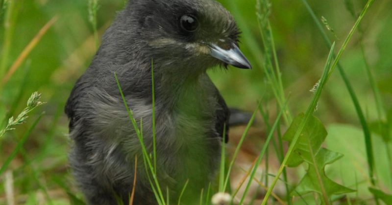 Hinterland Who's Who - Gray Jay